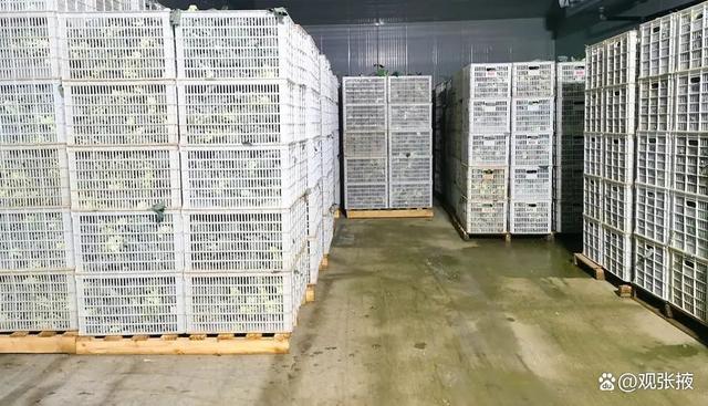 民乐县农产品仓储升级 冷藏保鲜设施新增库容4.02万吨，助力农业高效发展